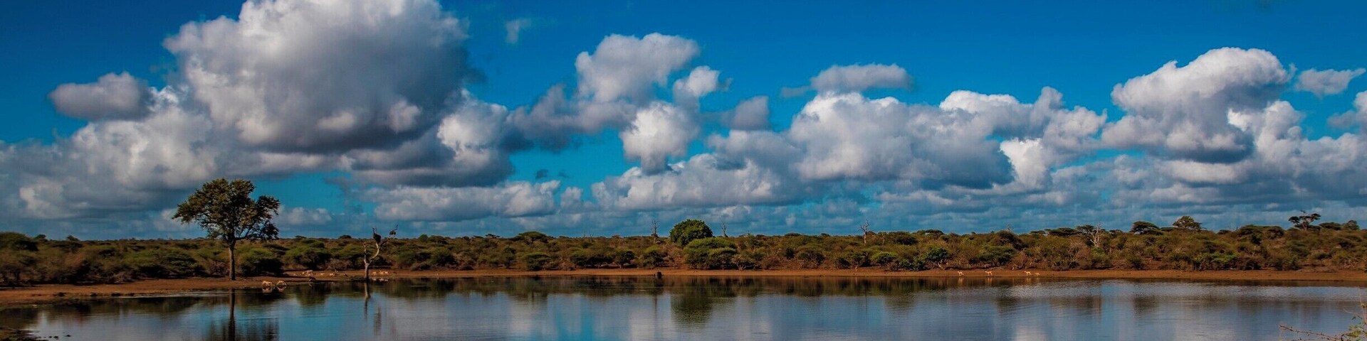 Impalas drinking water in Kruger National Park in South Africa.
#safari
#blue