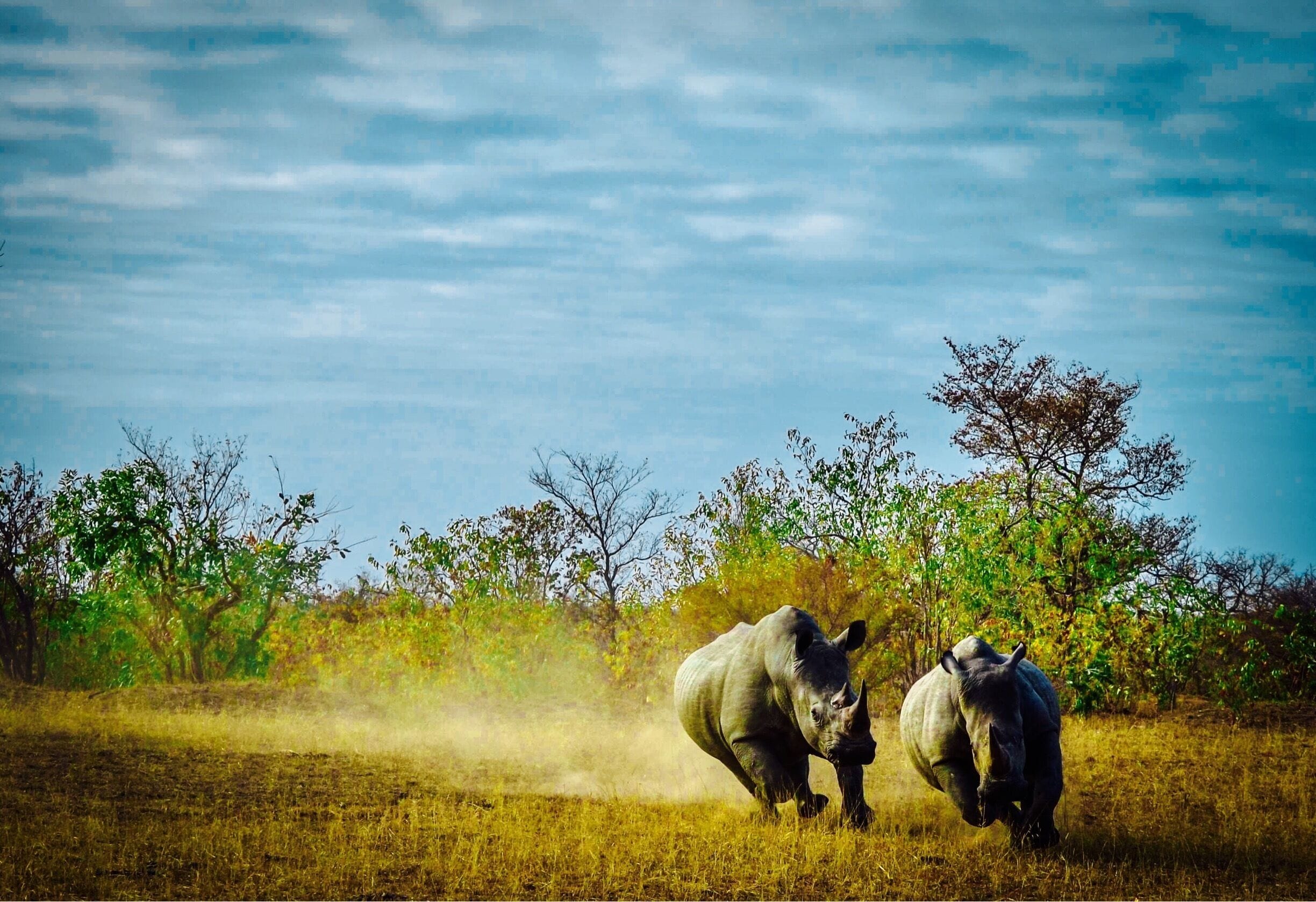 These Rhinos were playful as the two males chased each other around. Beautiful animals of the world 