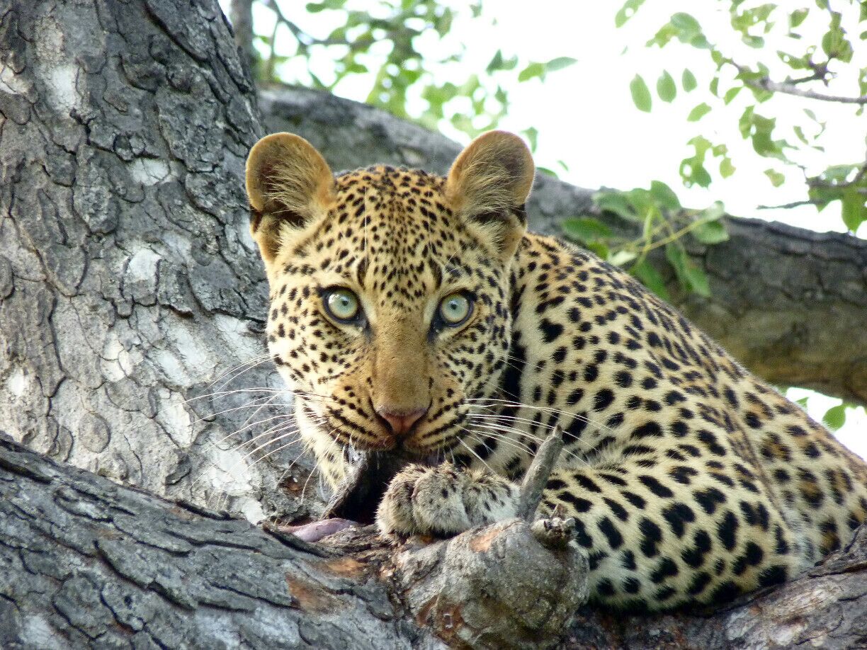 A leopard resting in a tree.