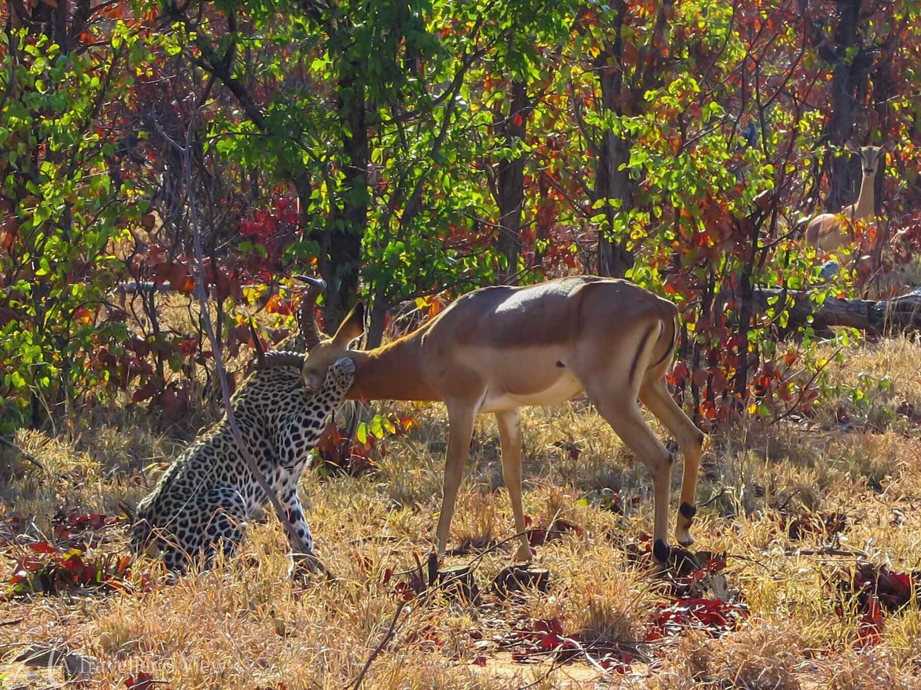 A leopard lying in the grass with a gazelle standing nearby in a savanna.