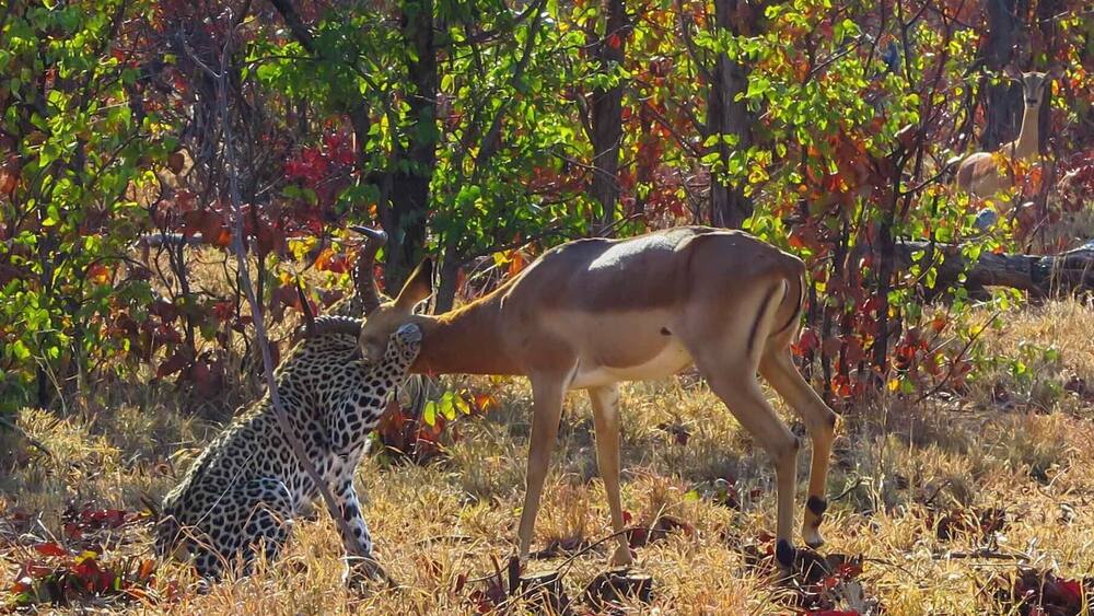 A leopard lying in the grass with a gazelle standing nearby in a savanna.