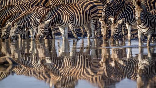 Plain zebra in Kruger National park, South Africa ; Specie Equus quagga burchellii family of Equidae