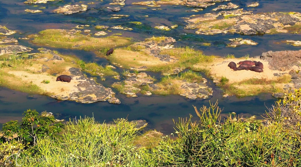 Hippos basking in the sun. Here in the Olifants camp you have a birds eye view of the river and all the wildlife below. Make sure you have a good pair of binoculars or a good zoom on your camera.