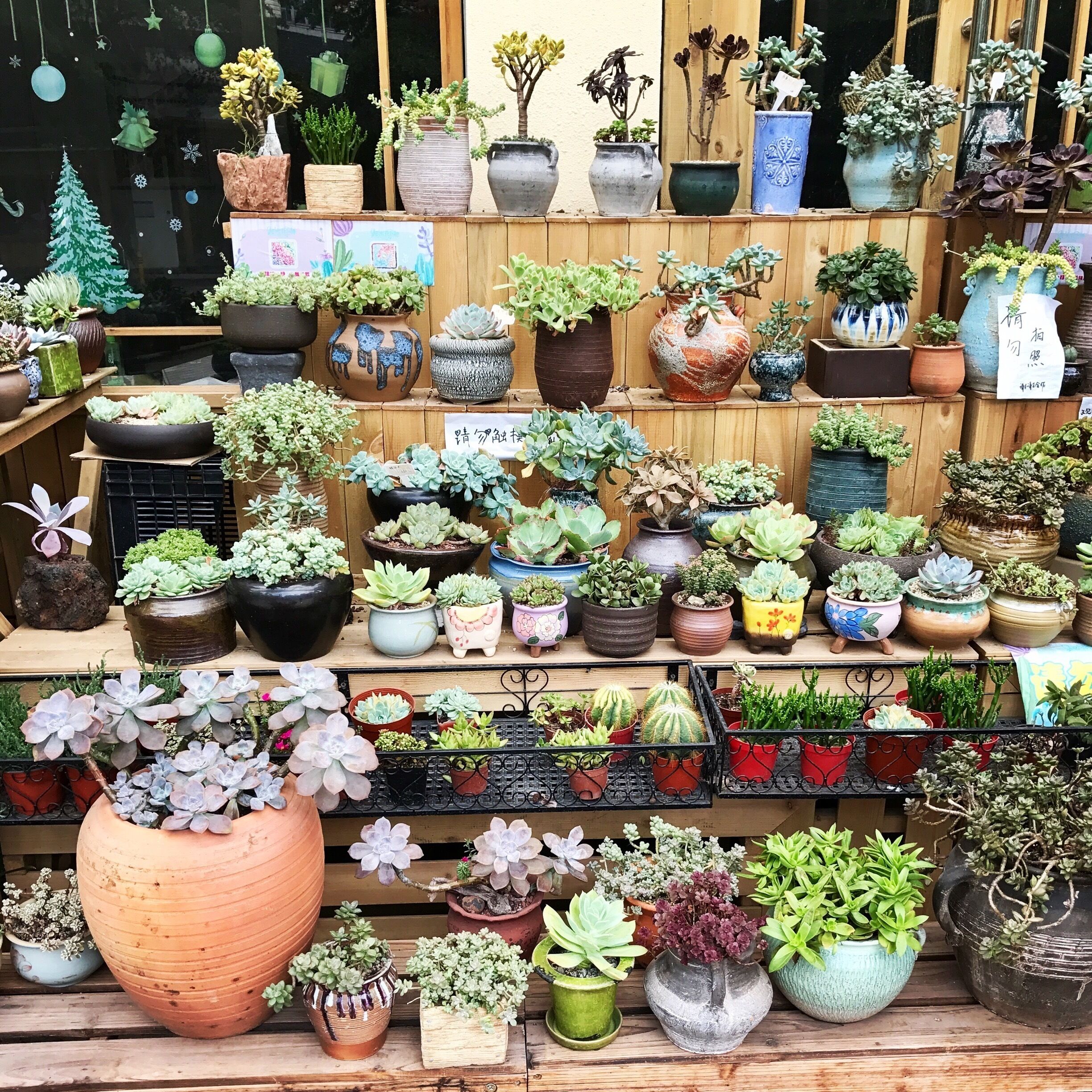 Wanna visit Holland without going out of Shenzhen? Go to the Dutch flower town, buy bamboo, bonsai trees and succulents 🎍