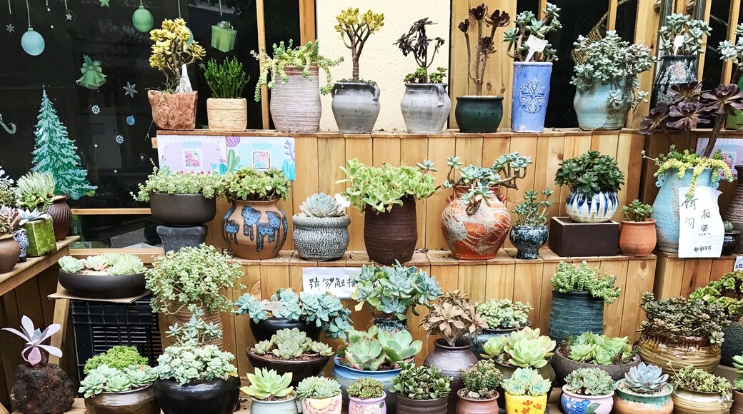 Wanna visit Holland without going out of Shenzhen? Go to the Dutch flower town, buy bamboo, bonsai trees and succulents 🎍