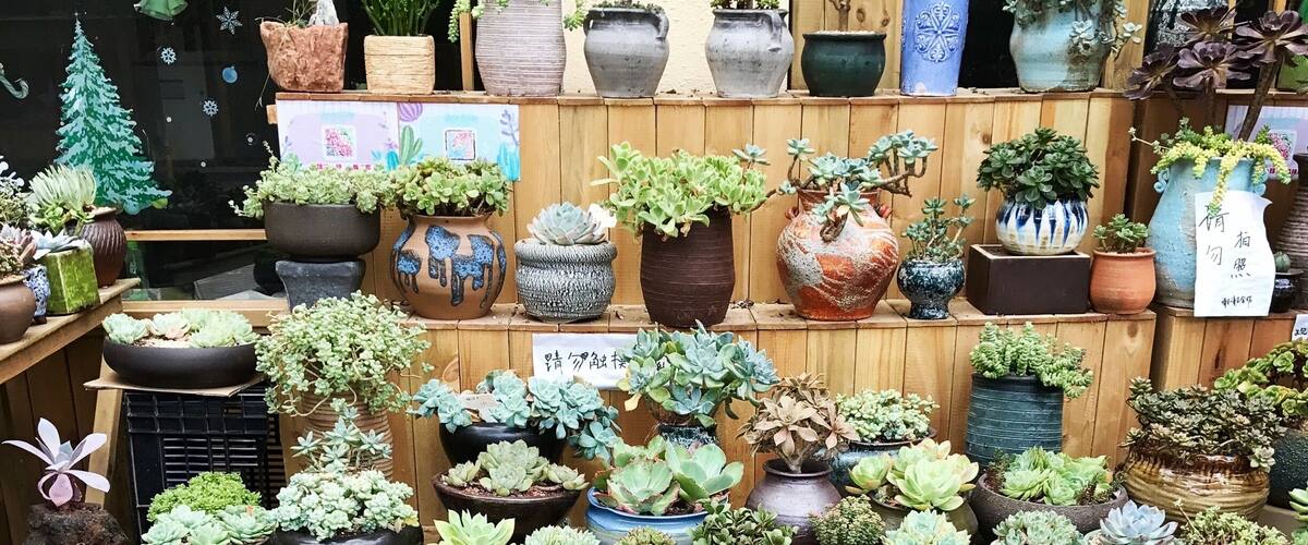Wanna visit Holland without going out of Shenzhen? Go to the Dutch flower town, buy bamboo, bonsai trees and succulents 🎍
