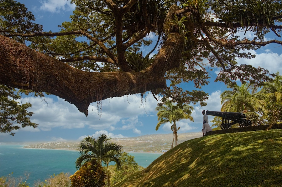 Un árbol grande con un follaje frondoso, un cañón sobre una colina cubierta de césped, y una vista costera al fondo.