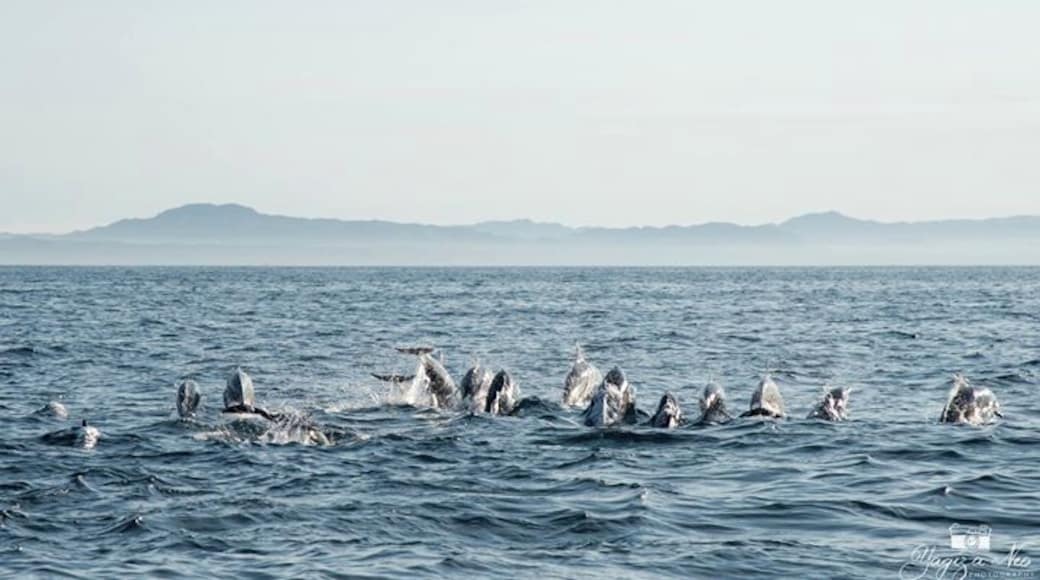 Witnessing the dolphins in that early morning really amazed us as they roamed freely in the sea. An adventure to try when you are in Bohol. Best time to see them from March to May,
#dolphins #sea #bohol #philippines