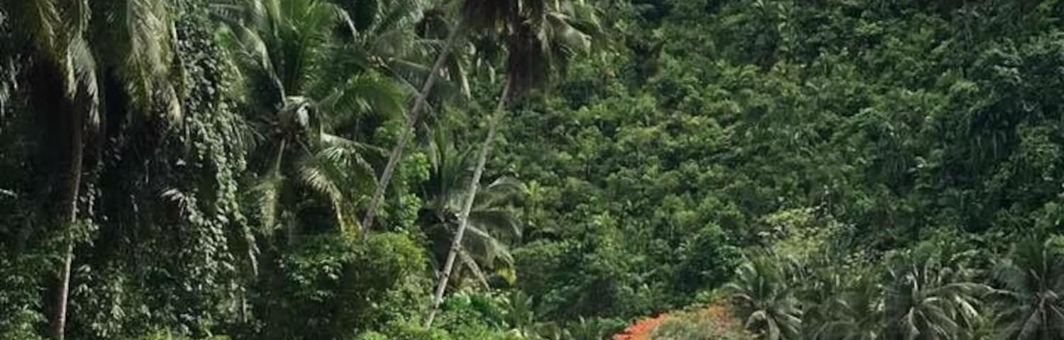 Beautiful forest view Loboc River Cruise, Water gets muddy during rainy season