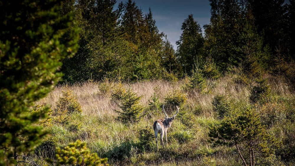 Deer in forest clearing, Lapland, Sweden