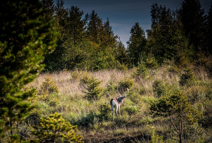 Deer in forest clearing, Lapland, Sweden