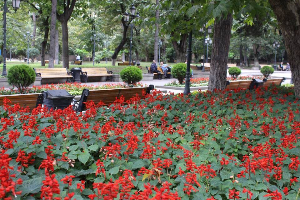 A park with red flowers, benches, and trees.