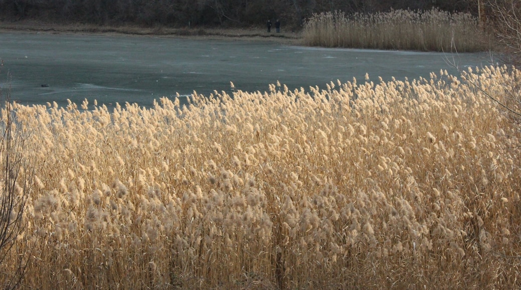 Reeds along the shore of Tbilisi's Turtle Lake.
The surface of the lake is frozen.