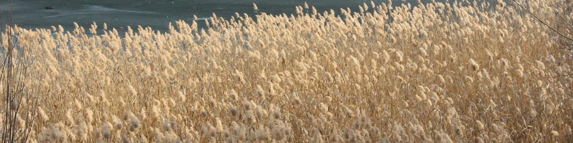 Reeds along the shore of Tbilisi's Turtle Lake.
The surface of the lake is frozen.