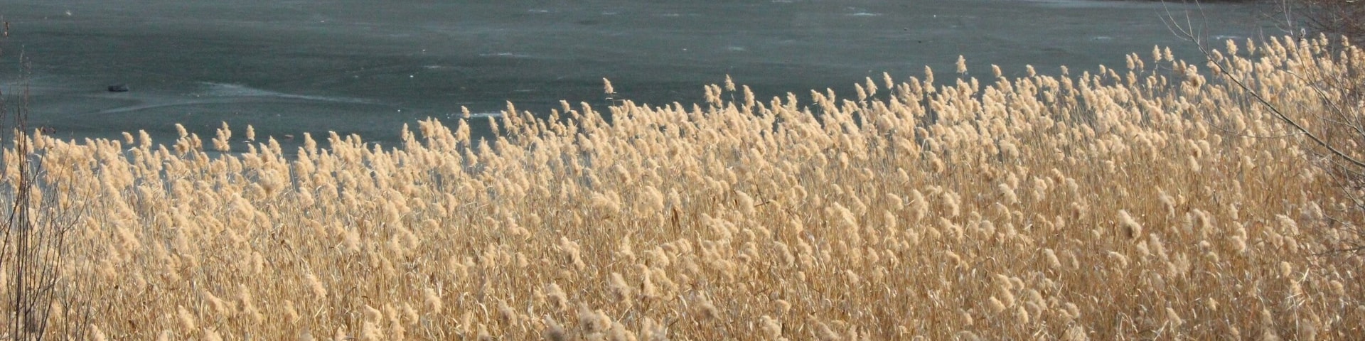 Reeds along the shore of Tbilisi's Turtle Lake.
The surface of the lake is frozen.