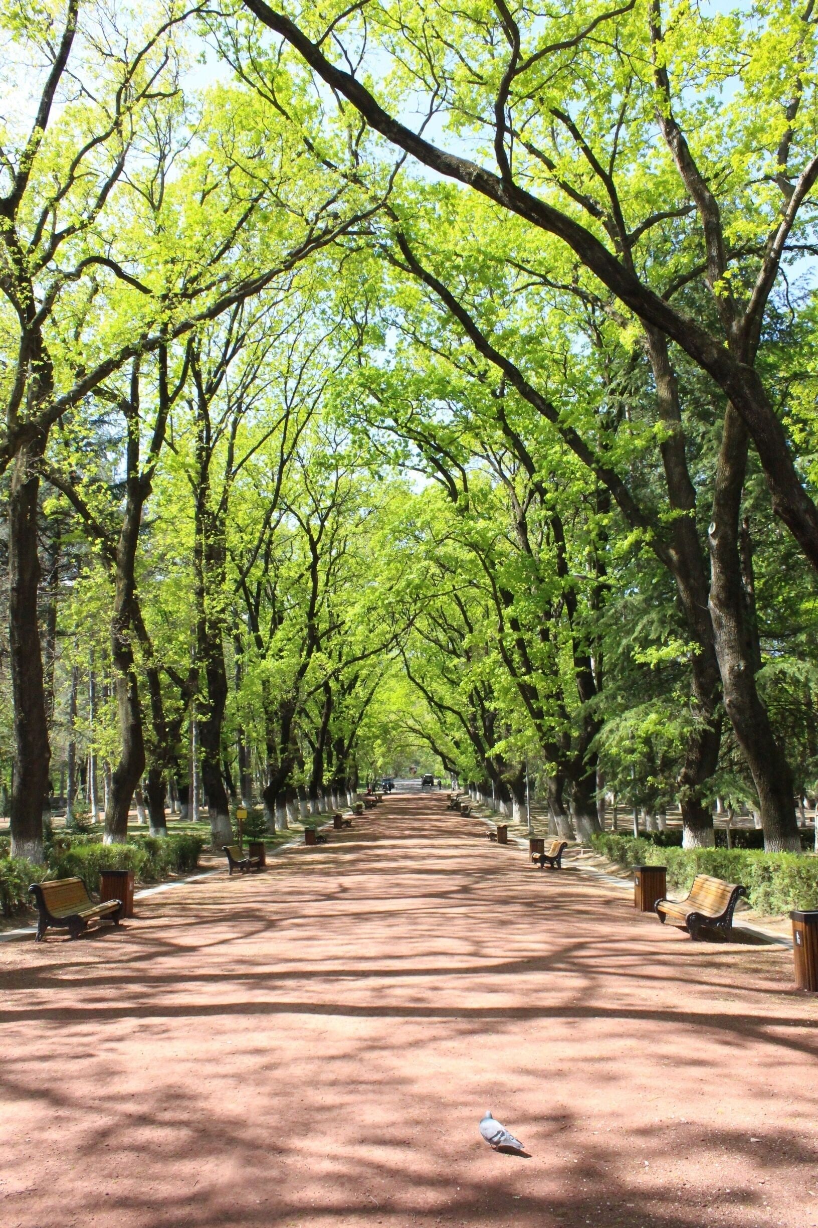 Pigeon in Tbilisi. View from Tbilisi's Vake Park. 