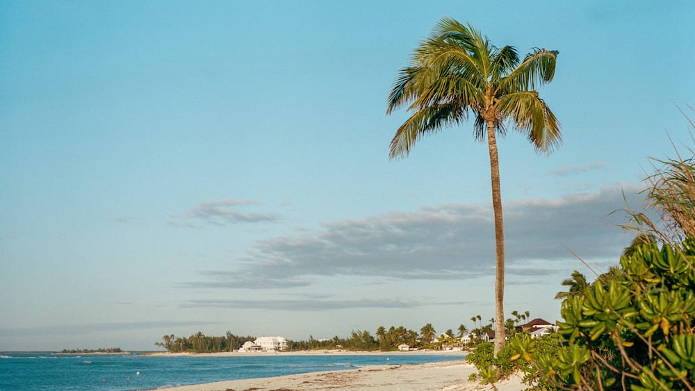 Palm Tree on Treasure Cay Beach, Great Abaco Island, Bahamas