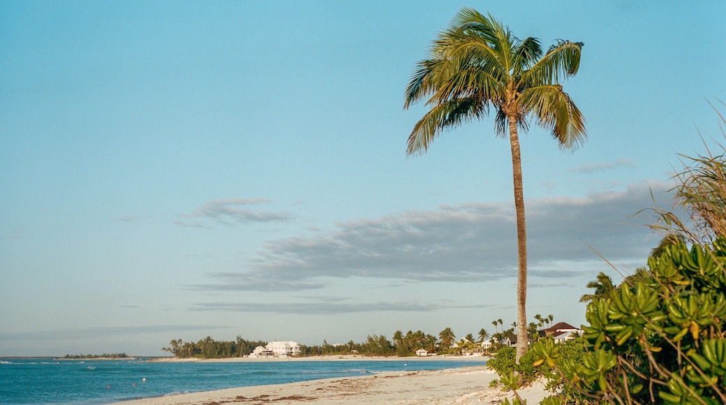 Palm Tree on Treasure Cay Beach, Great Abaco Island, Bahamas