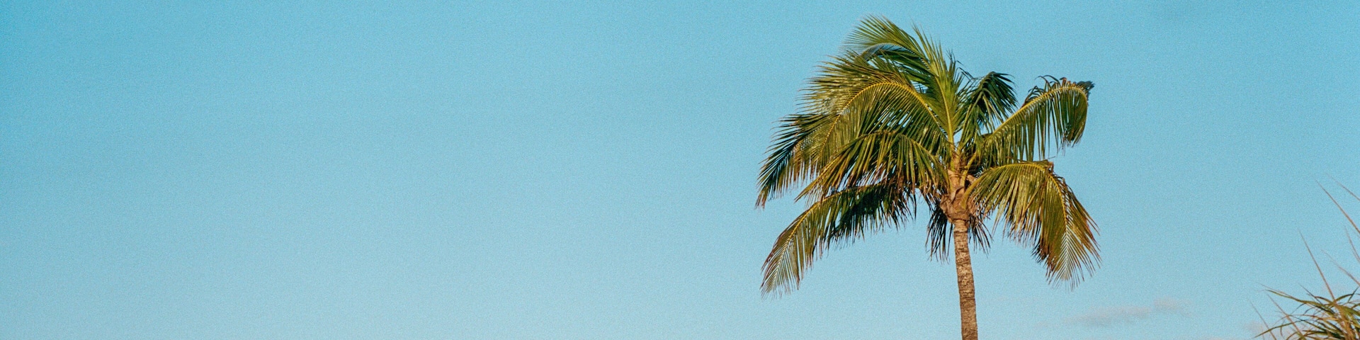 Palm Tree on Treasure Cay Beach, Great Abaco Island, Bahamas