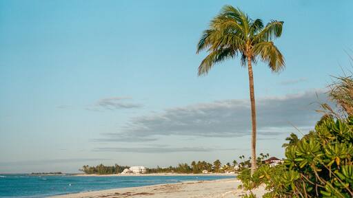 Palm Tree on Treasure Cay Beach, Great Abaco Island, Bahamas
