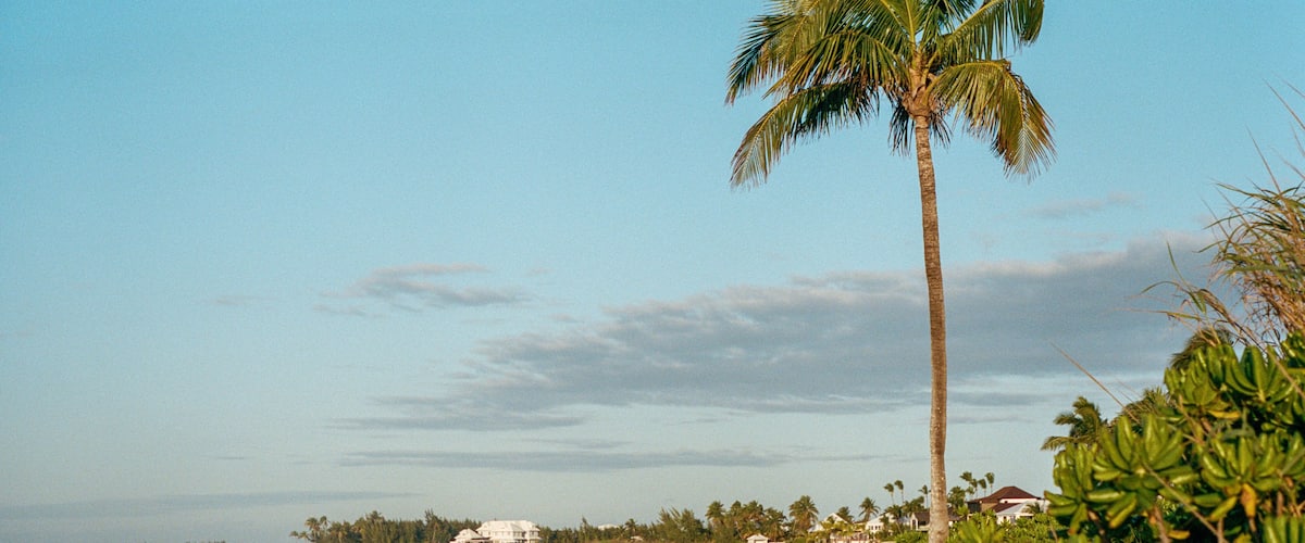 Palm Tree on Treasure Cay Beach, Great Abaco Island, Bahamas