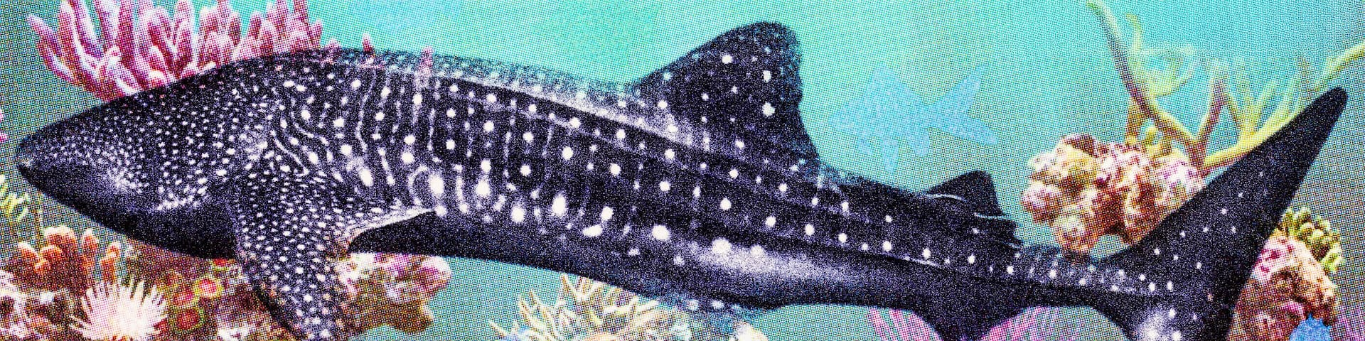 40 Djibouti francs with a portrait of a whale shark and bright coral reefs. Commemorative banknote of 40 years of independence of Djibouti. Djibouti money.