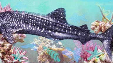 A large shark swimming among colorful coral reefs.