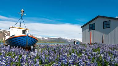 A boat in a field of purple flowers, a white building, and mountains in the background.
