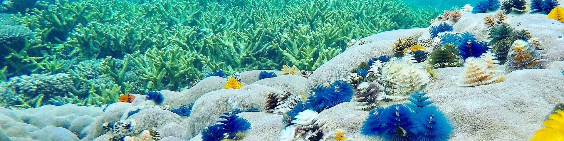 Christmas trees under the ocean!!! #lifeatexpedia #BeachTips