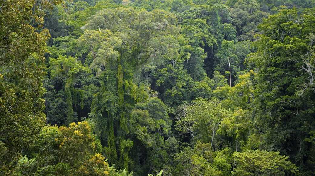 Densely growing treetops in tropical rainforest, Amani Nature Forest Reserve, Tanga, Tanzania