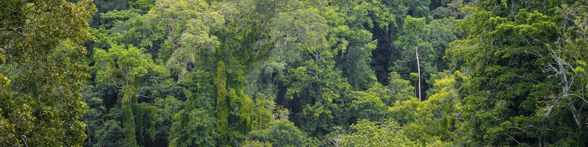 Densely growing treetops in tropical rainforest, Amani Nature Forest Reserve, Tanga, Tanzania