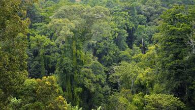 Densely growing treetops in tropical rainforest, Amani Nature Forest Reserve, Tanga, Tanzania