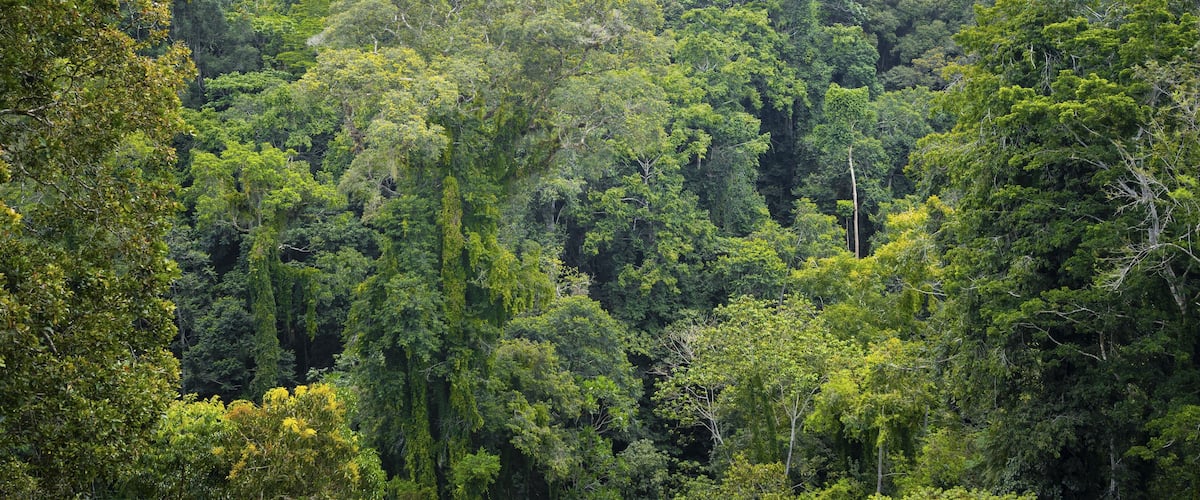 A dense forest with various types of trees and lush greenery.