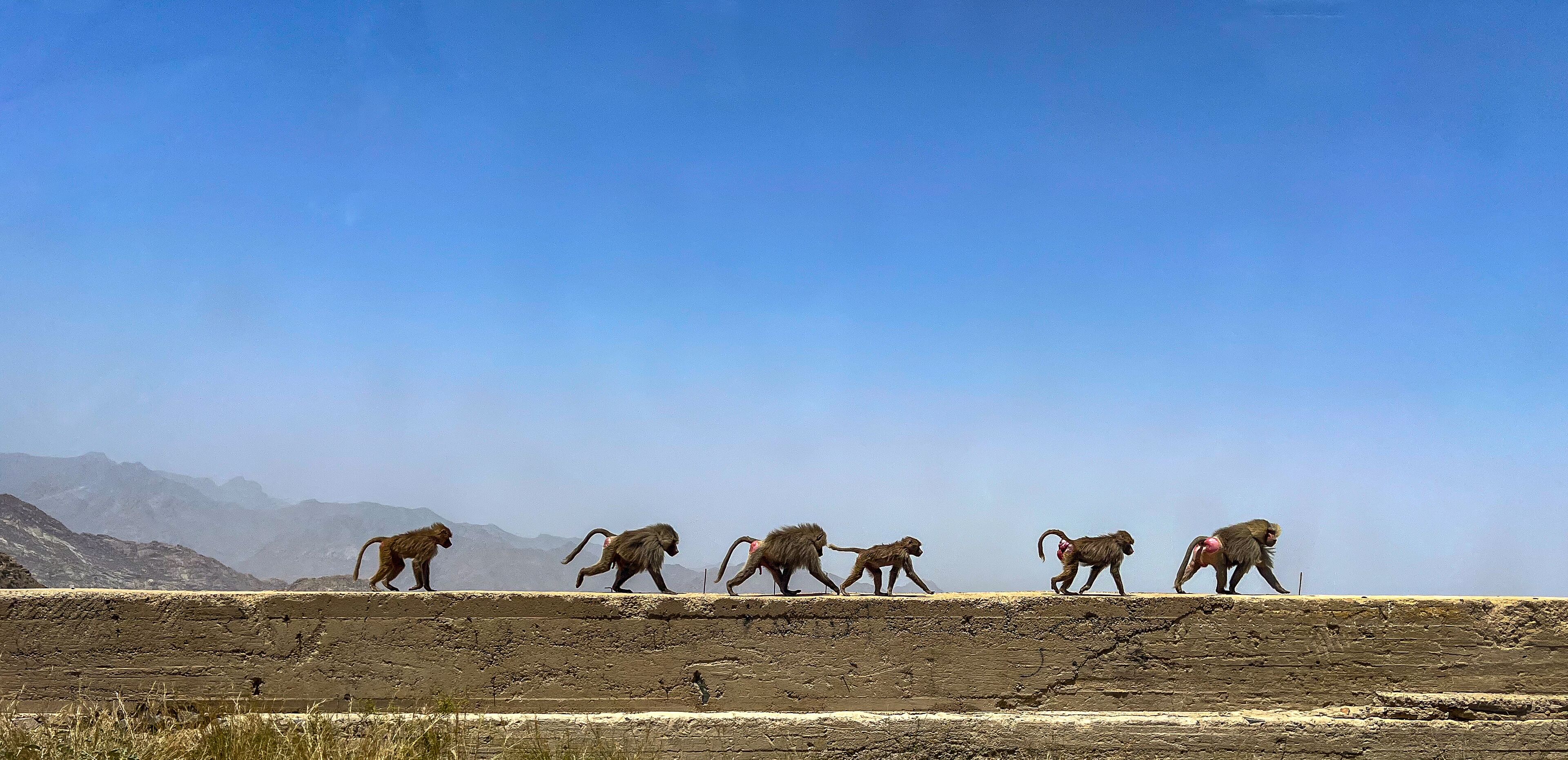 Monkey Family Walkway