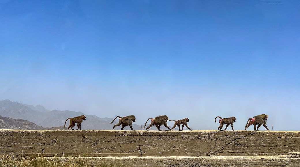 Monkey Family Walkway