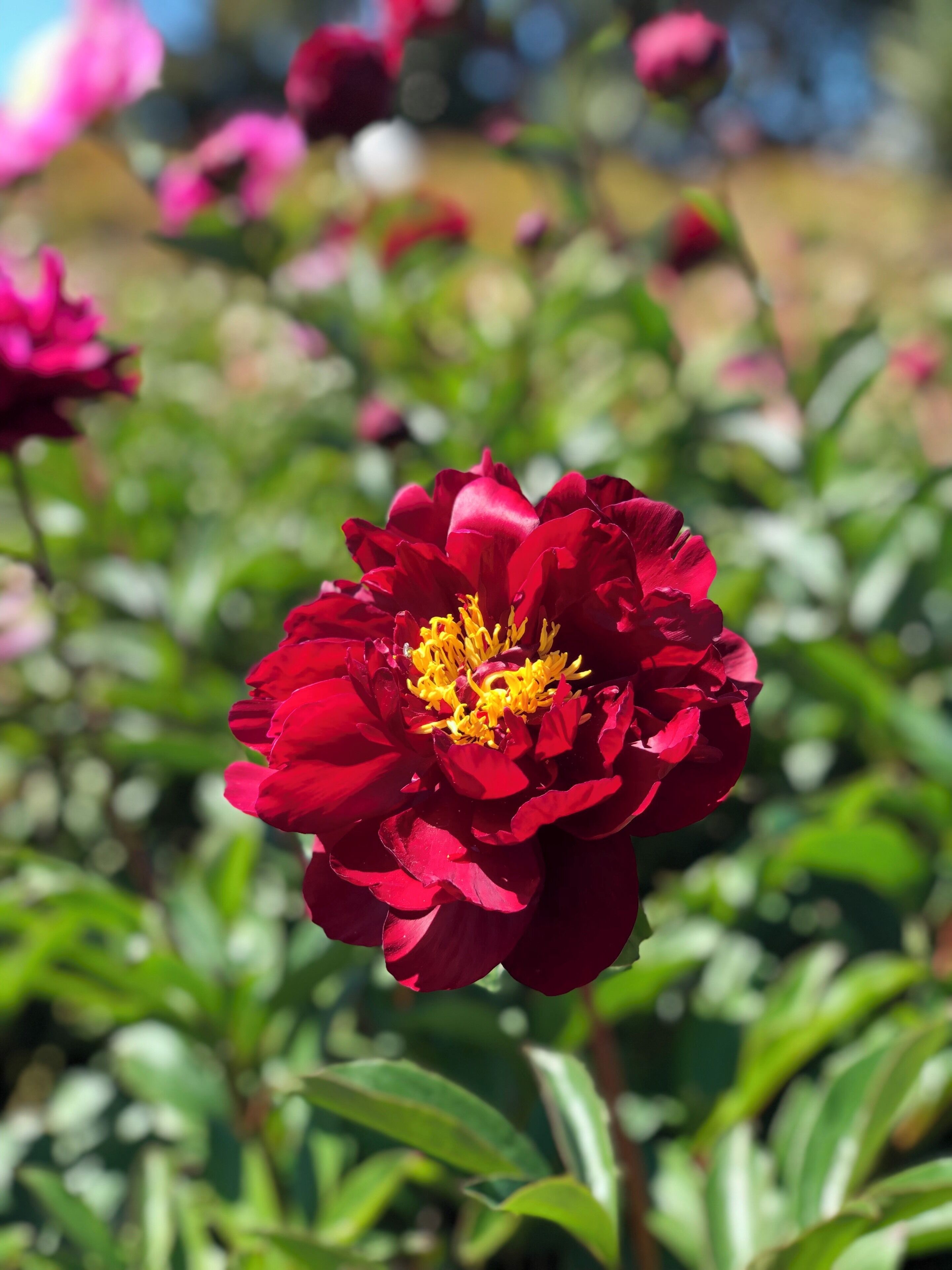 A rose from a rose garden #nature