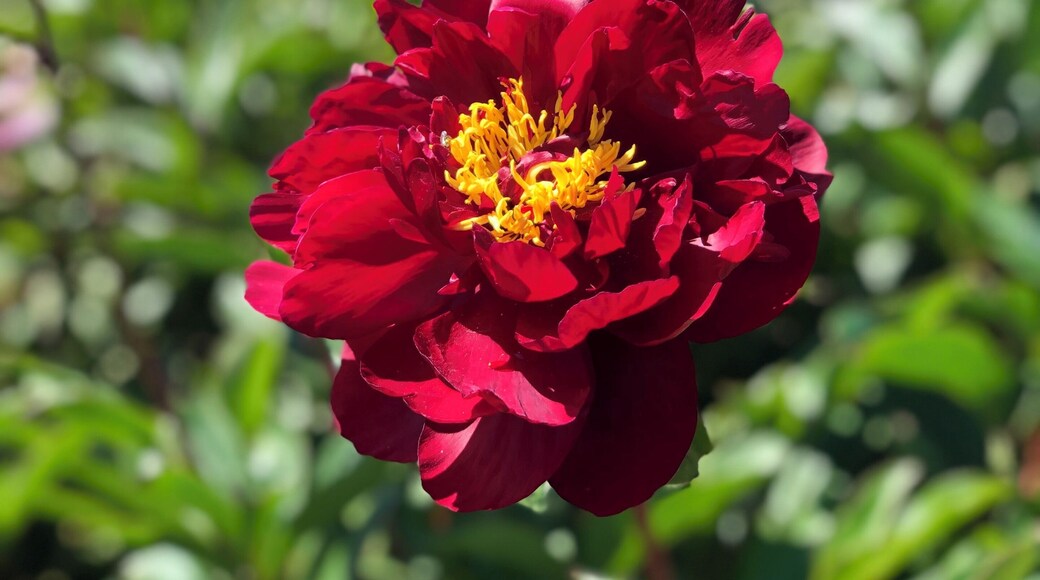 A rose from a rose garden #nature