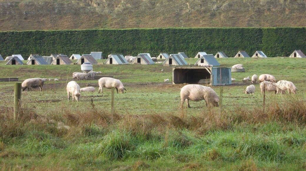 Leaving Timaru (a place to visit for the great fish and chips!) on the way to Mont Cook. I saw a pig farm, rare when you mostly see sheep!