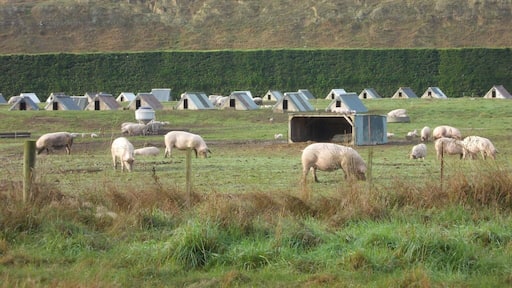 Leaving Timaru (a place to visit for the great fish and chips!) on the way to Mont Cook. I saw a pig farm, rare when you mostly see sheep!