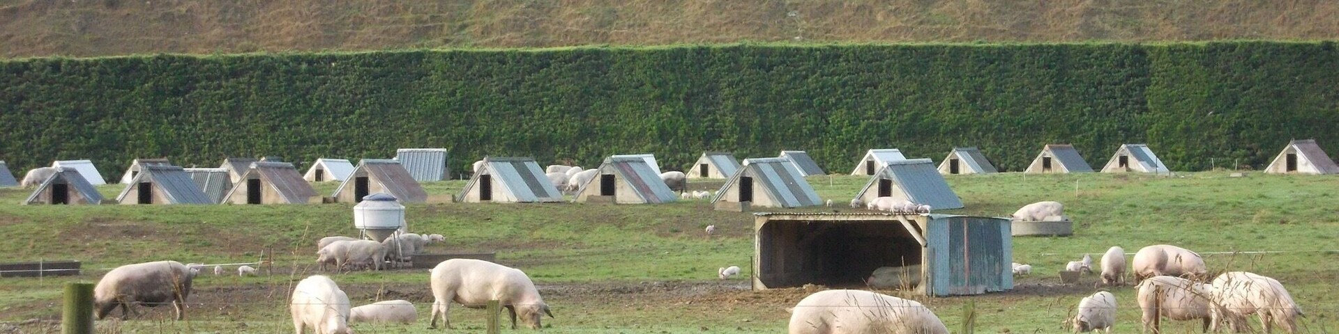 Leaving Timaru (a place to visit for the great fish and chips!) on the way to Mont Cook.  I saw a pig farm, rare when you mostly see sheep!