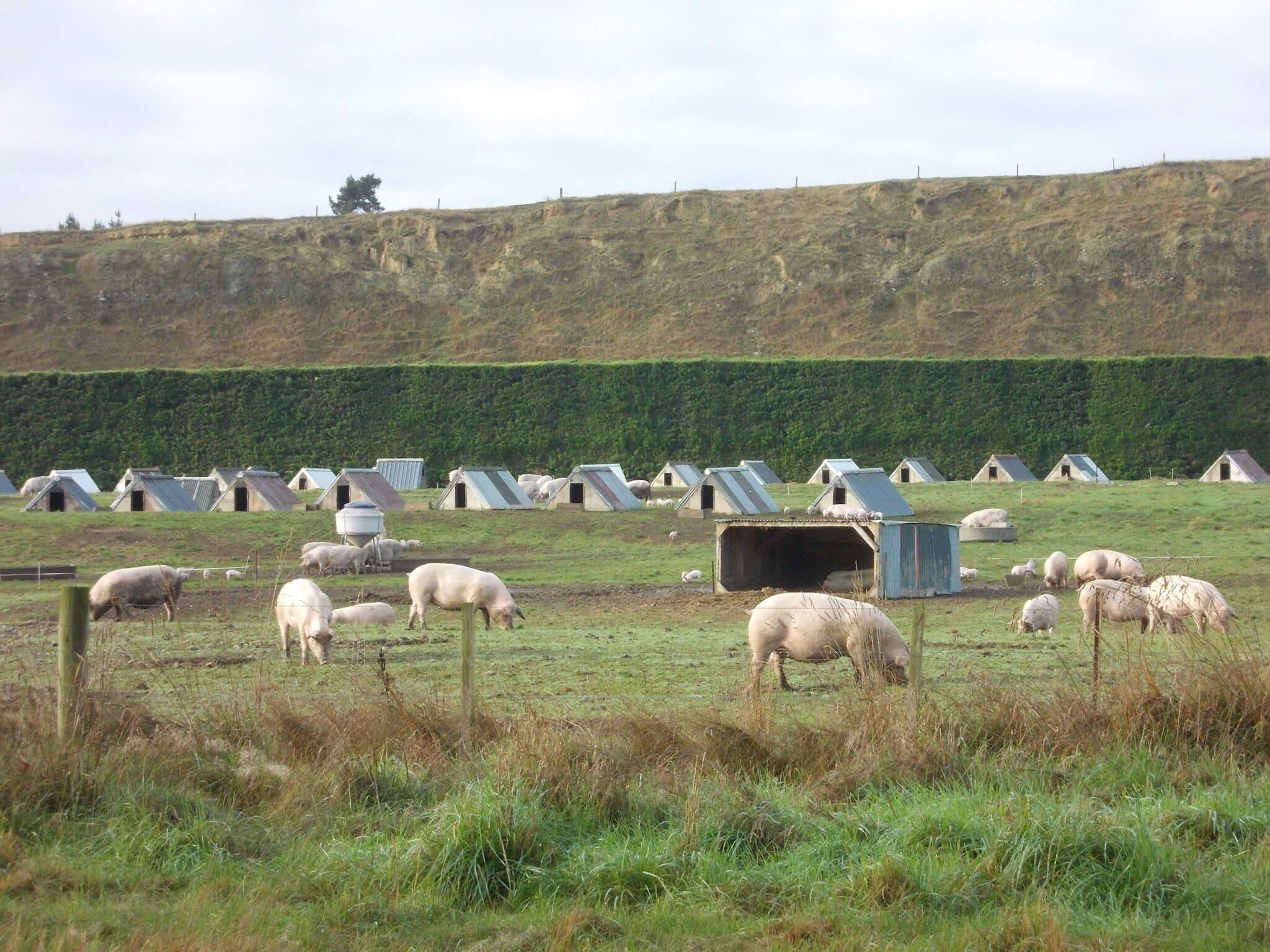 A rural landscape with sheep grazing, green fields, and a line of small farm buildings.