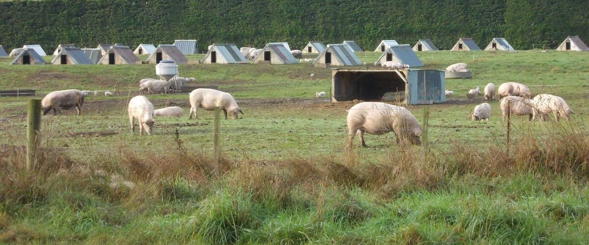 A rural landscape with sheep grazing, green fields, and a line of small farm buildings.