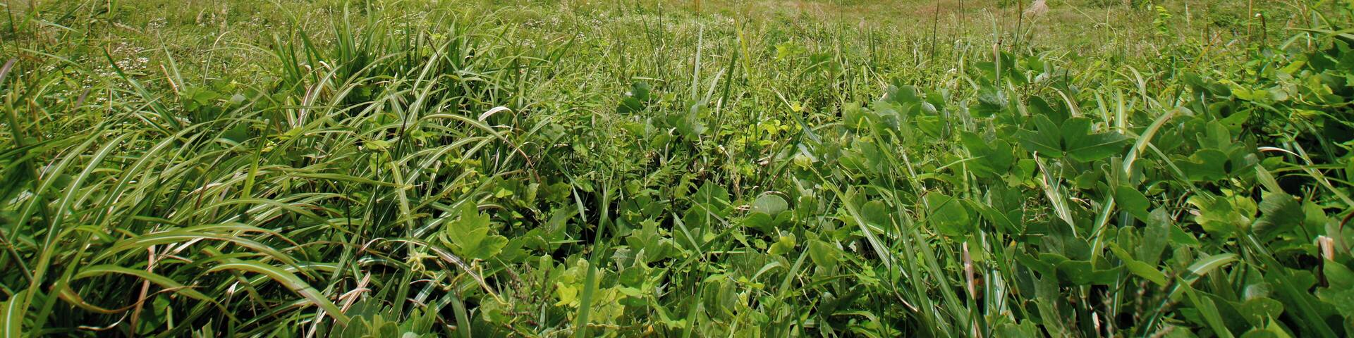The crater of Mount Kannabe in Kannabe highlands, Toyooka, Hyogo prefecture, Japan. The Kannabe monogenetic volcano group including Mount Kannabe is a part of "San'in Kaigan Global Geopark" which joins in Global Geoparks Network.
