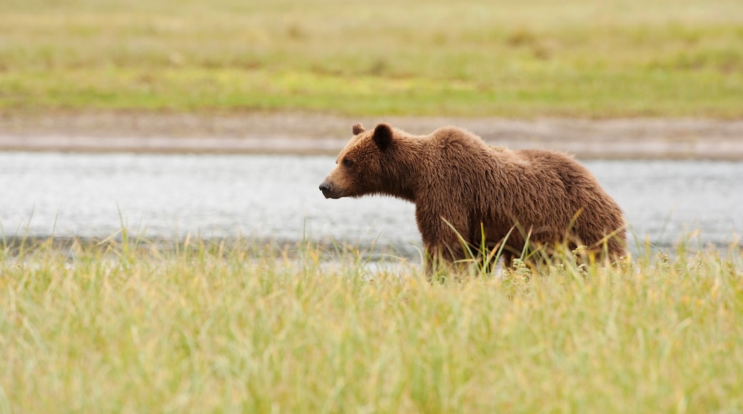 A Grizzly Bear (Ursus Arctos Horribilis); Tenakee Springs, Alaska, United States Of America