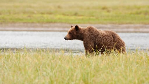 A Grizzly Bear (Ursus Arctos Horribilis); Tenakee Springs, Alaska, United States Of America