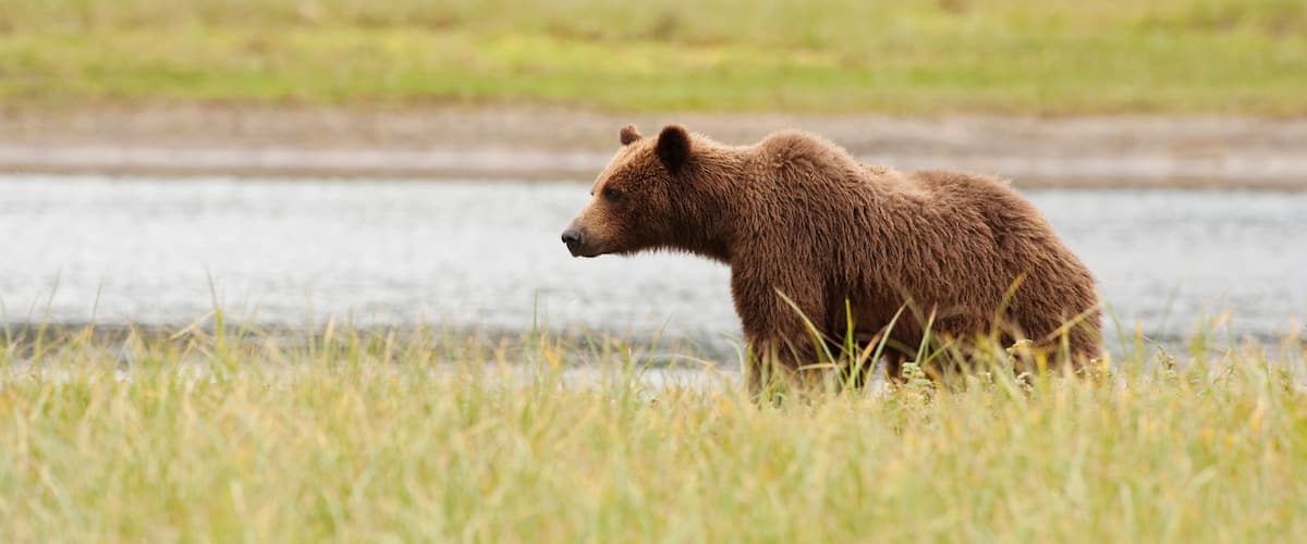 A bear walking through tall grass near a body of water.