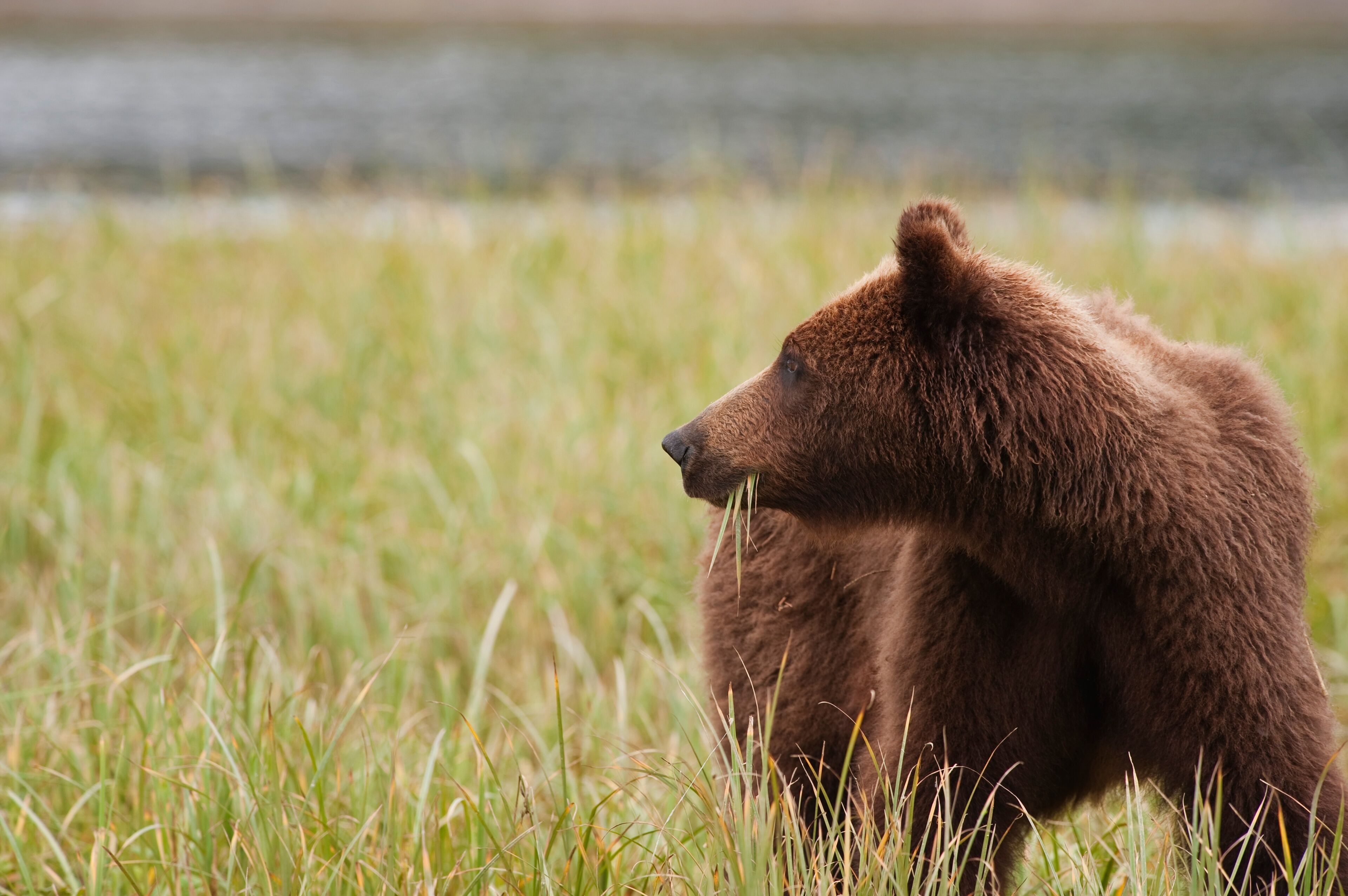 A Brown Grizzly Bear (Ursus Arctos Horribilis) Eating Sedges; Tenakee Springs, Alaska, United States Of America
