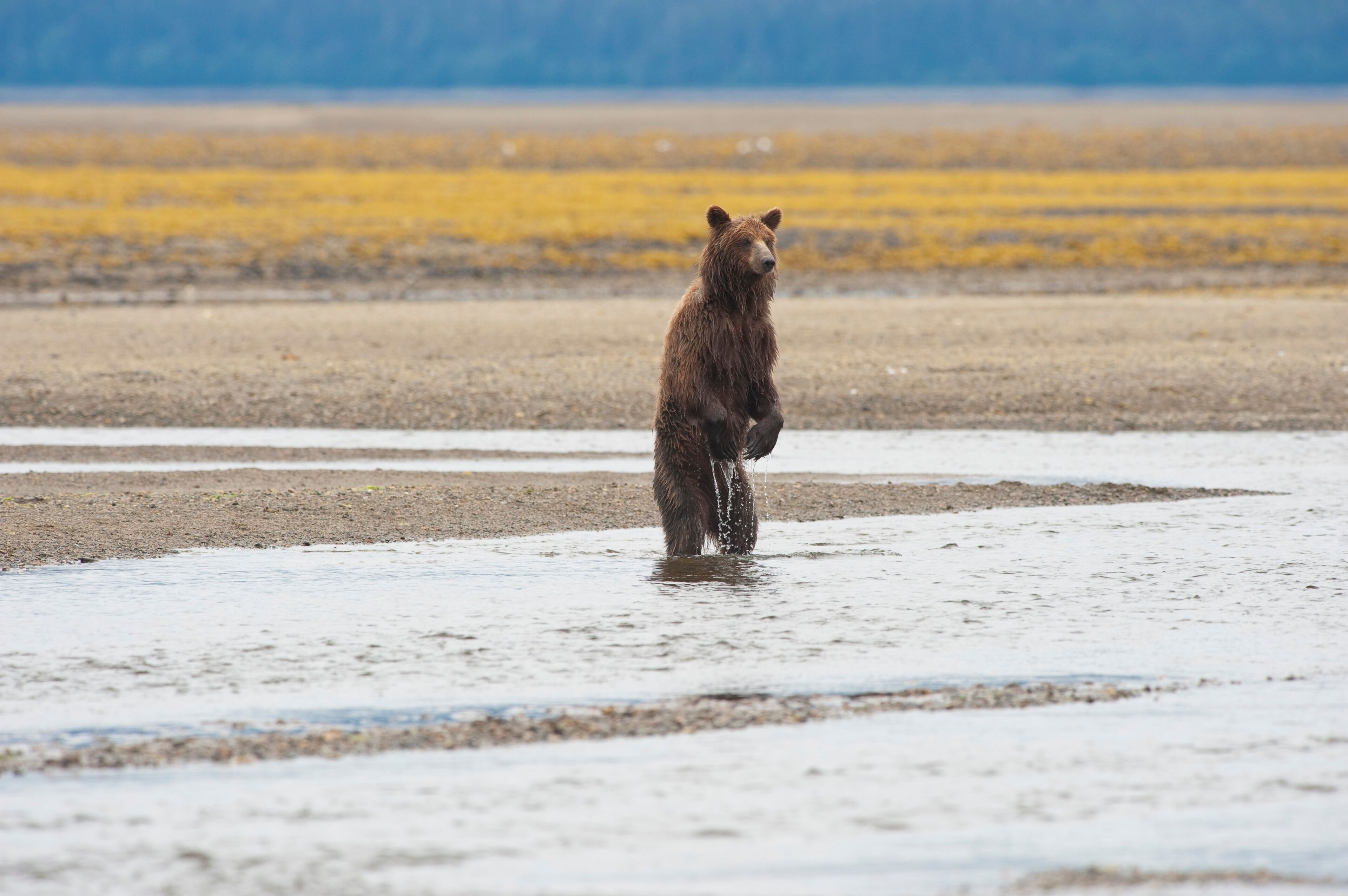 A Grizzly Bear (Ursus Arctos Horribilis) Standing On It's Hind Legs In The Water; Tenakee Springs, Alaska, United States Of America