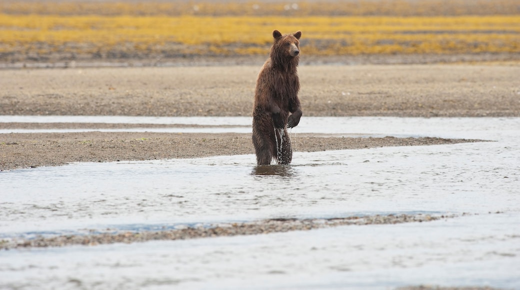 A Grizzly Bear (Ursus Arctos Horribilis) Standing On It's Hind Legs In The Water; Tenakee Springs, Alaska, United States Of America