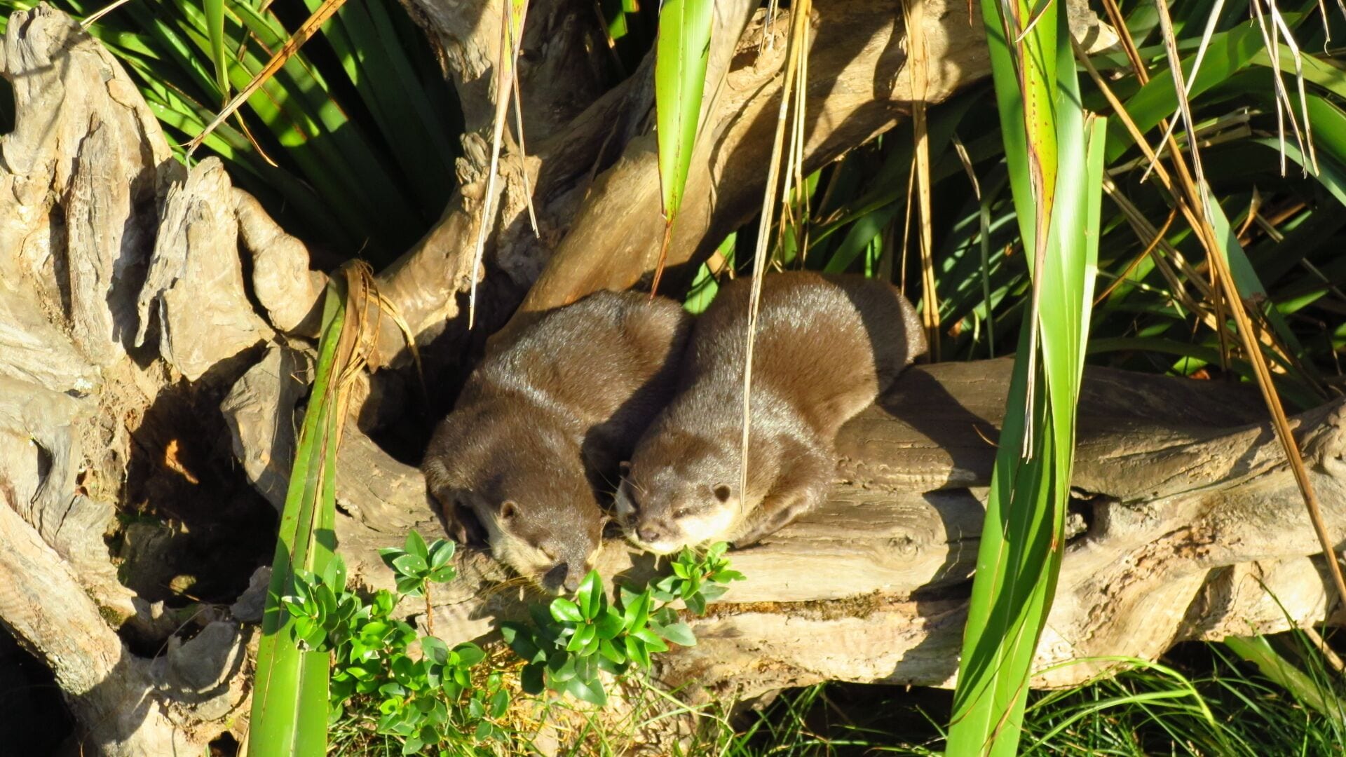 The waitoreke (or waitoreki, waitorete) is an otter/beaver-like cryptid said to live in New Zealand. It is usually described as a small otter-like animal that lives in the South Island of New Zealand. 
The New Zealand Otter is smaller than its European counterpart, as some of the witnesses had seen the European species in the wild. 
Their fur is described as ranging in color from dark brown to sepia, in most instances with a lighter underbelly.
